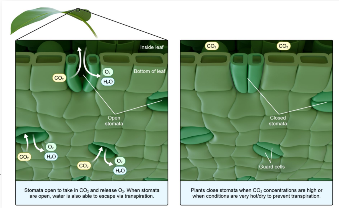 <p>Become <strong>turgid (swollen) </strong>due to water influx, causing the stomata to open</p><p></p><ul><li><p>Low CO2 concentration causes stomata to open, allowing for new CO2 influx for photosynthesis</p></li></ul><p></p>
