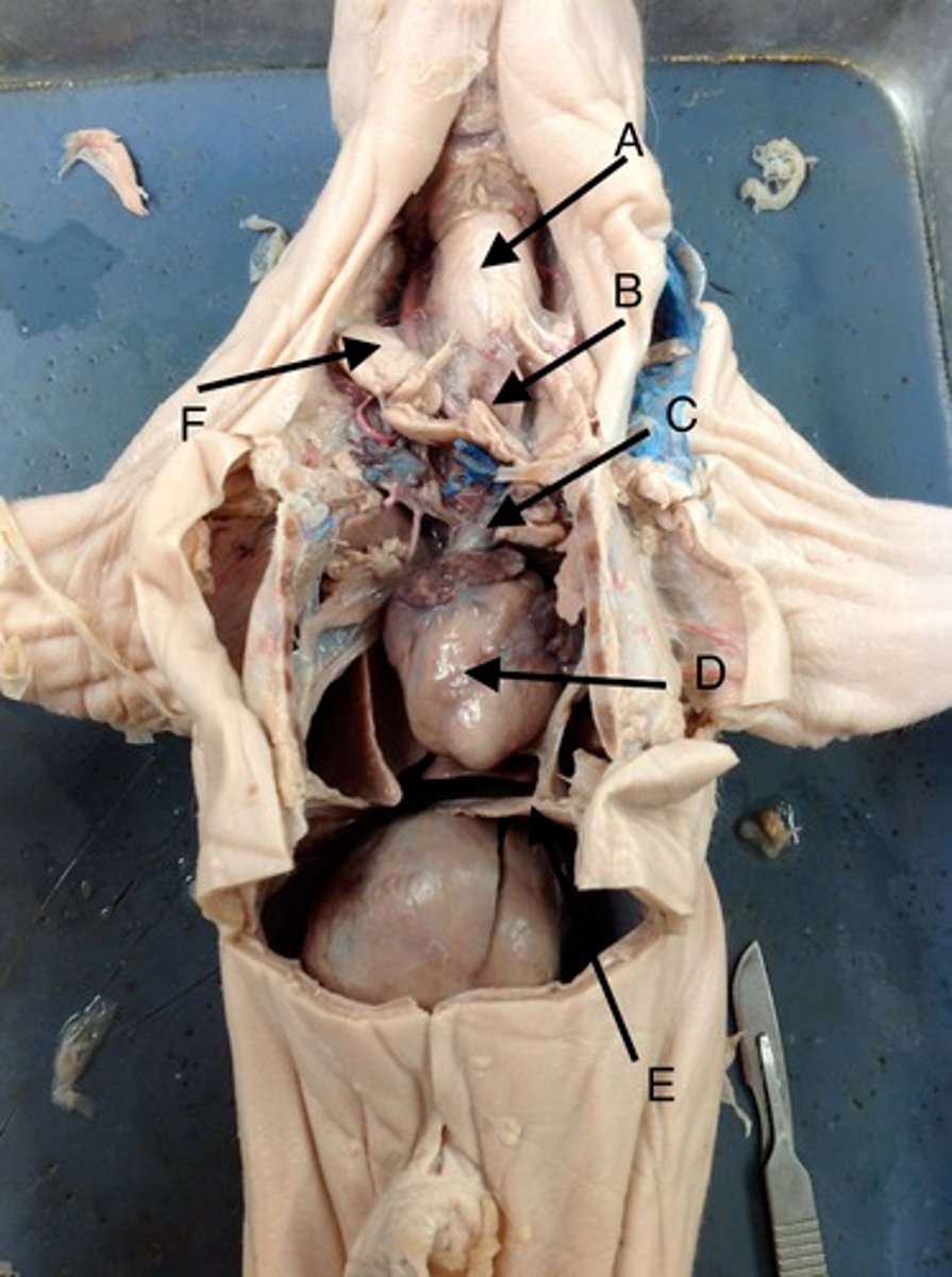 <p>Name B</p>