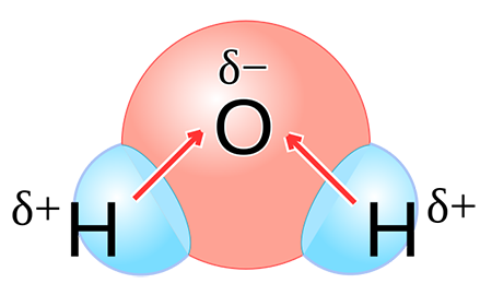 <ul><li><p>molecule with a slightly negative end and a slightly positive end</p></li><li><p>results when electrons are not shared equally in covallent bonds</p></li><li><p>water is an important polar molecule</p></li></ul><p></p>