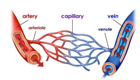 <ul><li><p>connects arteries and veins</p></li><li><p>allows the exchange of materials</p></li><li><p>very thin walls of muscle</p></li><li><p>form branching capillary beds</p></li><li><p>lets materials move between blood and cells</p></li></ul><p></p>