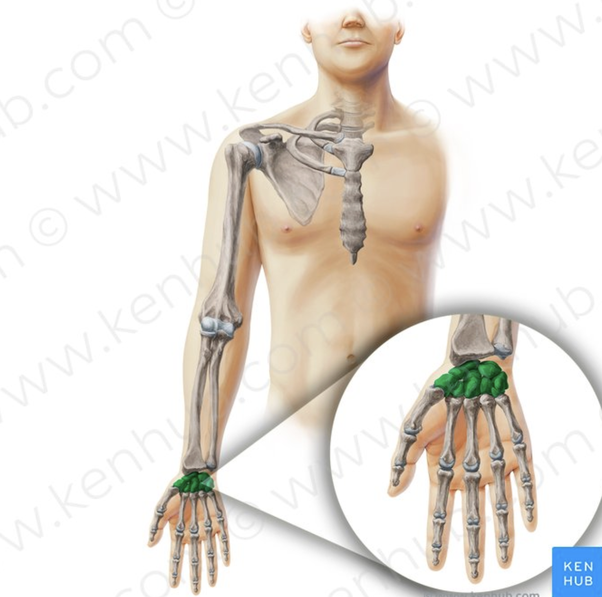 <p>Carpal Bones</p>