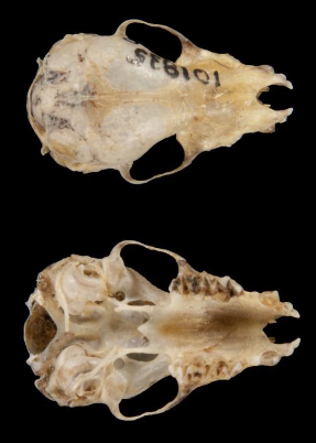 <p>Myotis lucifugus</p>