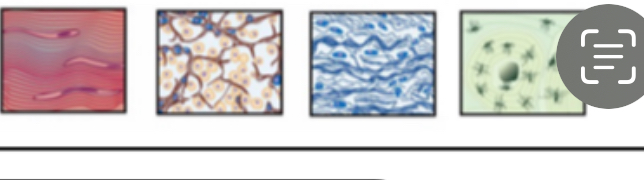 <p><span>Connective tissues (CT)</span></p><p></p>