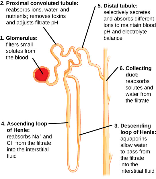 <p>ascending loop of Henle(4th step of kidneys)</p>