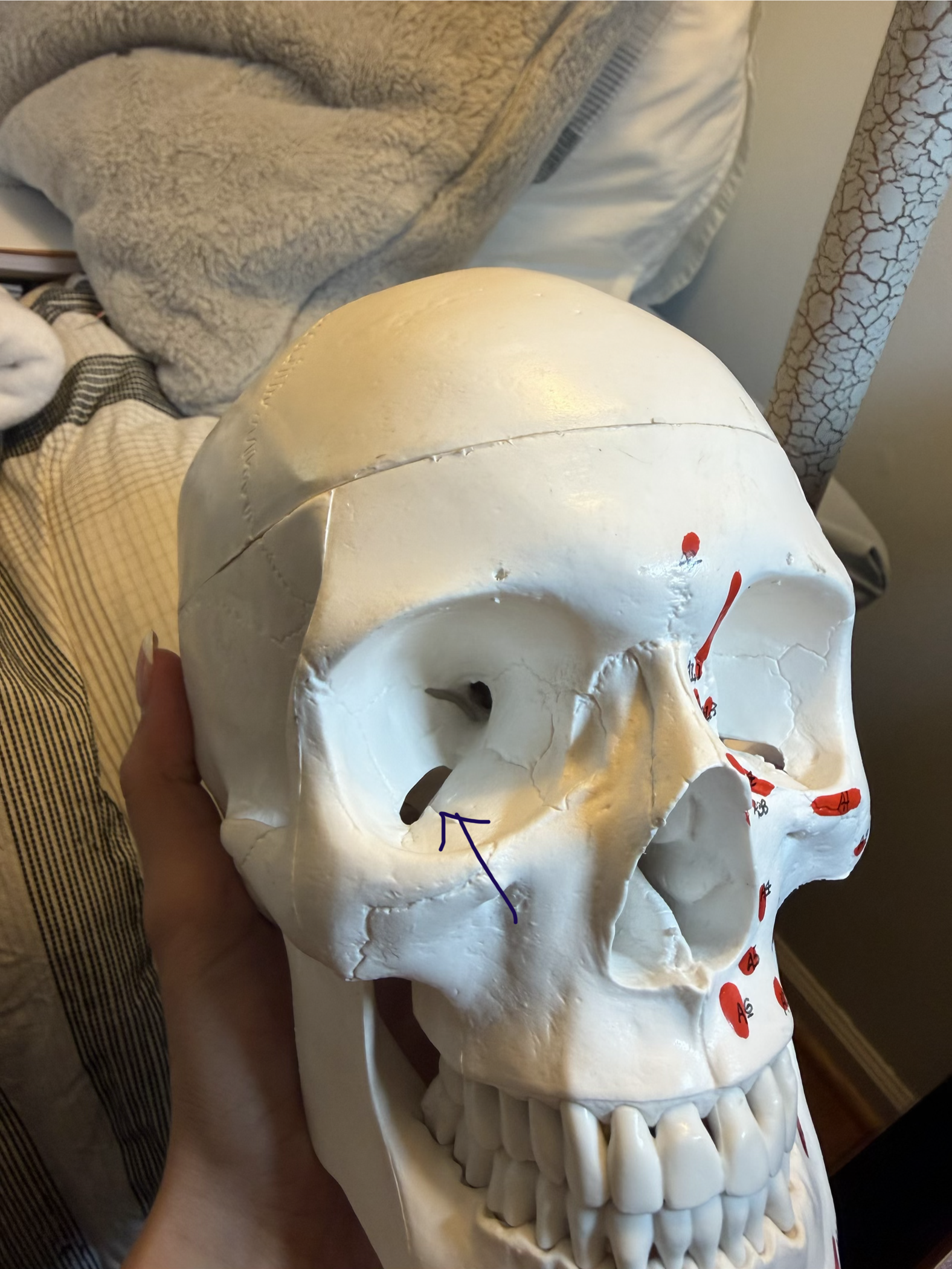 <p>within the eye socket the lower of the long “hole”</p>