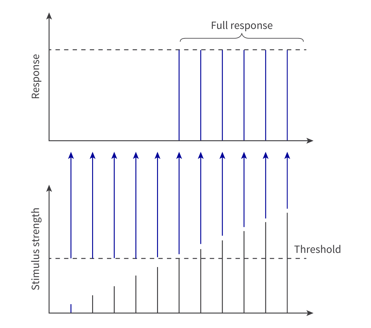 <p>This states that a stimulated nerve fibre either fires at full strength or does not fire at all</p>