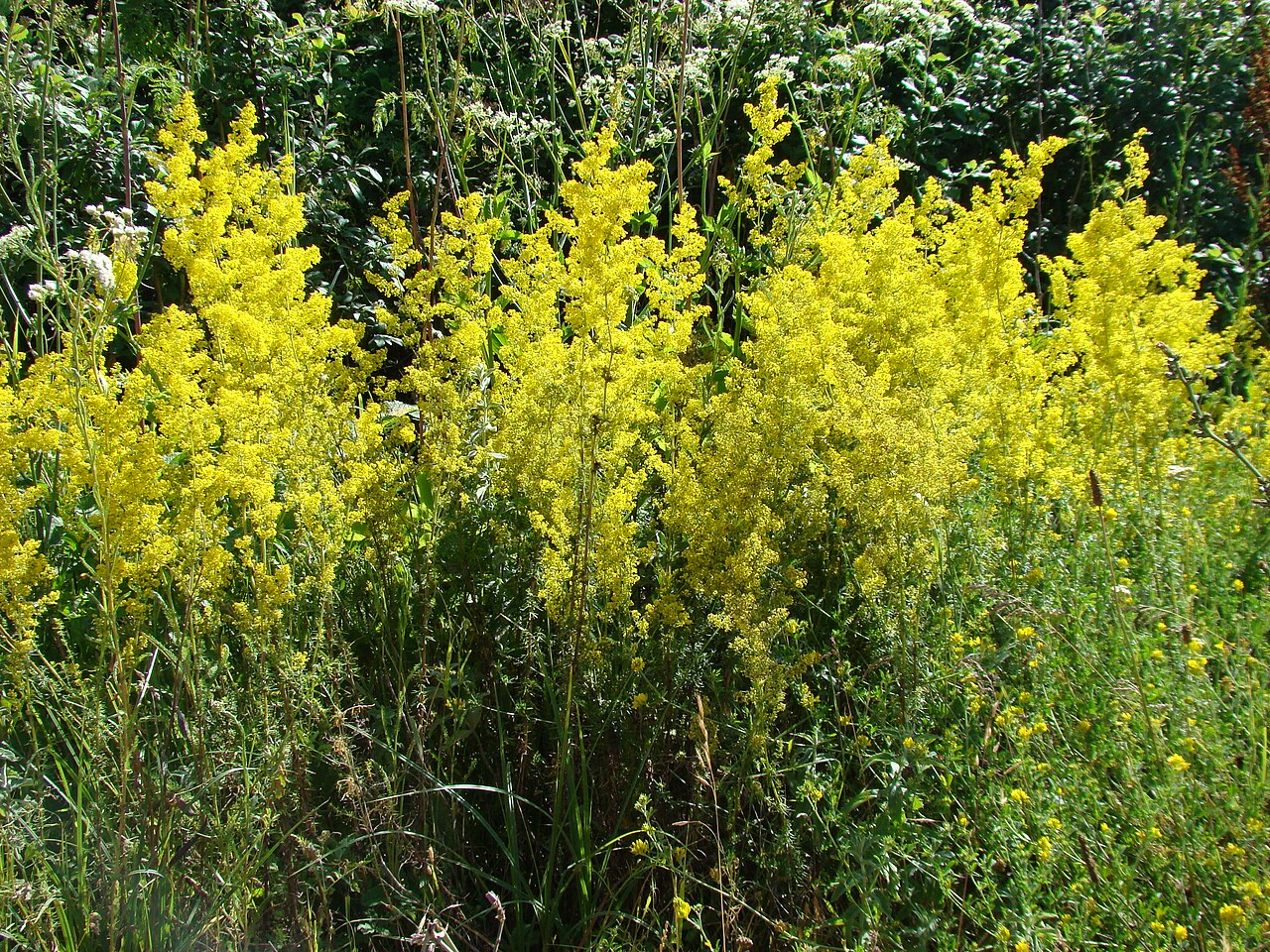 <p>Galium verum</p>