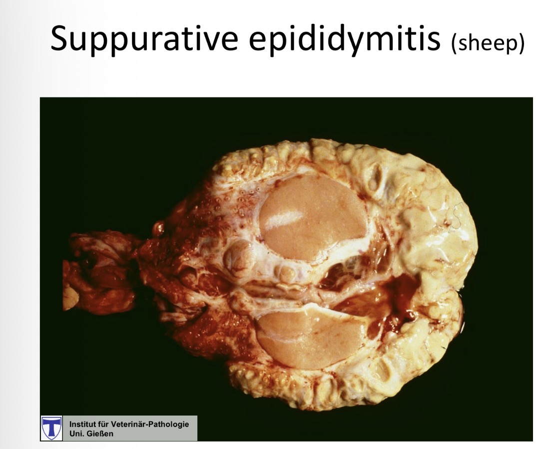 <p>orchitis + epididymitis - sheep causes</p>