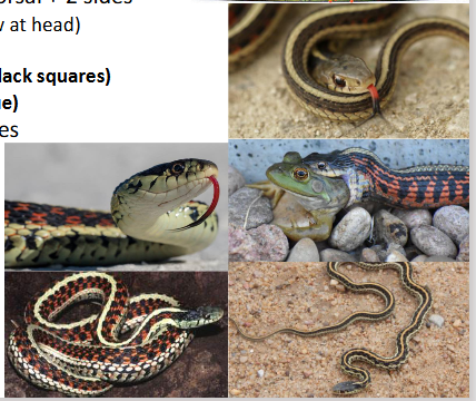 <p>Family: Natricidae</p><p>Location: Easter 2/3 of KS</p><p>ID: <span style="font-size: calc(var(--scale-factor)*22.37px);"> Colors are Variable! 3 Light Stripes: 1 “Crisp” dorsal + 2 sides; Belly: “Clean” white/green/gray small dots along edge; single anal plate; keeled scales; labial scales have suturing</span></p><p><span style="font-size: calc(var(--scale-factor)*22.37px);">Life/History: moist areas; generalist live birth</span></p>