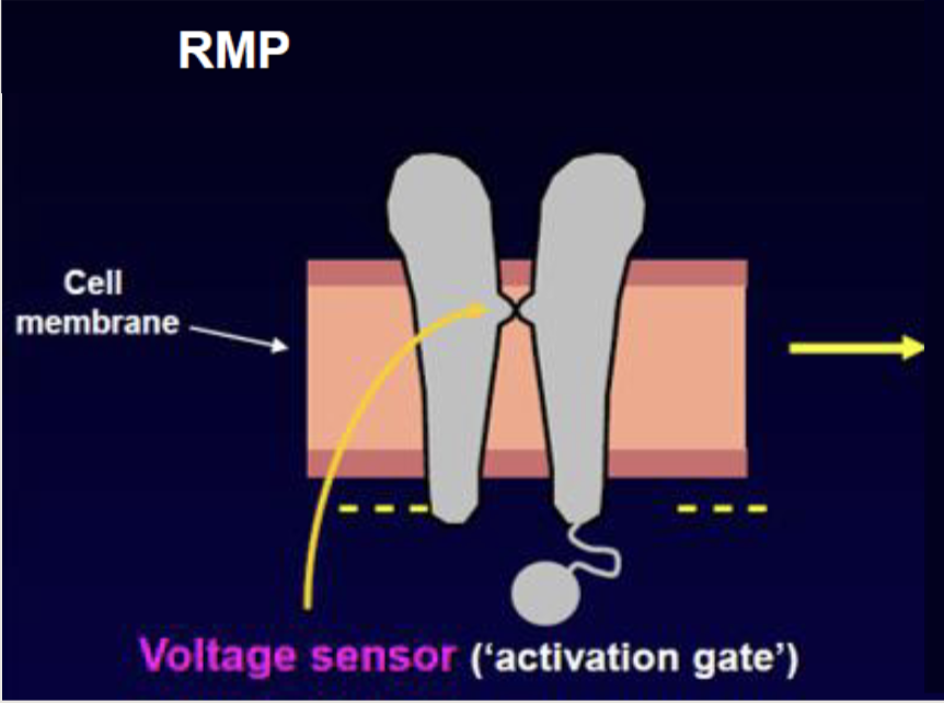 <p>Activation gate closed, inactivation gate open- RMP</p>