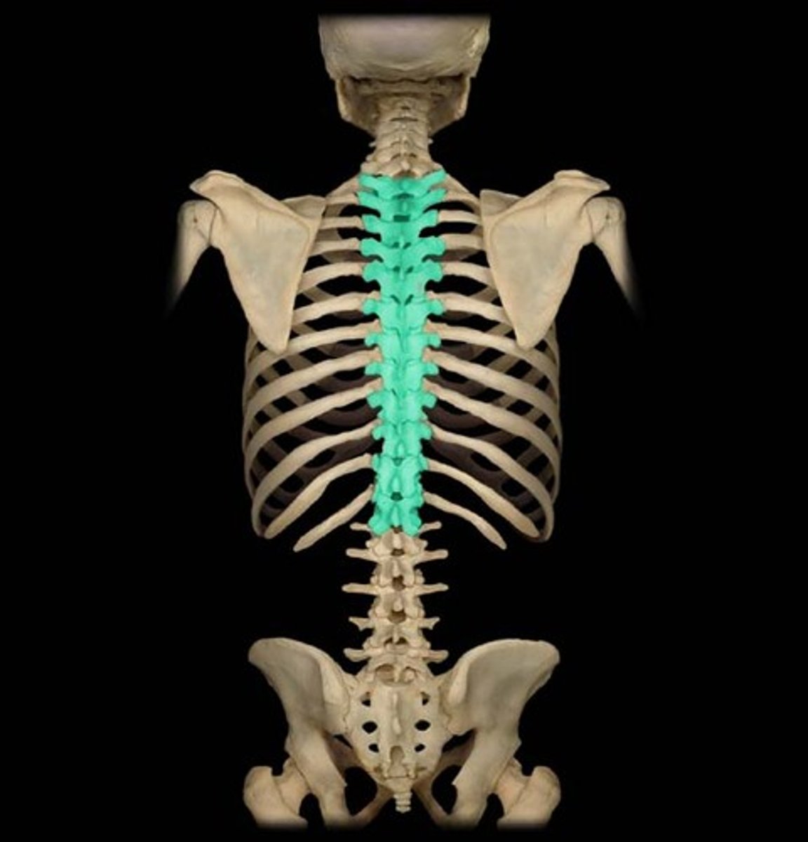 <p>provides support for body by forming column with other bodies known as centrum. Thoracic region.</p>