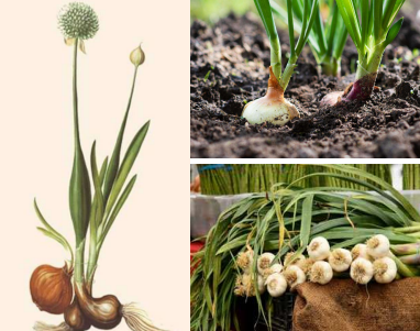 <ul><li><p>Inflorescencias en umbela.</p></li><li><p>Cebolla (A. cepa), ajo (A. sativum).</p></li><li><p>Antiguamente familia Alliaceae.</p></li></ul><p></p>