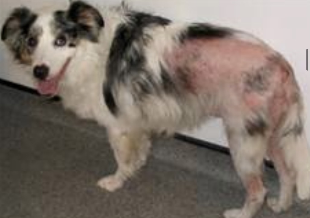 <img src="blob:null/40e8c17c-3bb2-4058-81ed-e79211769ef6" width="234" height="170"><p>Bloody dirt, alopecia, lesions, back, tail, inner thigh areas affected</p>