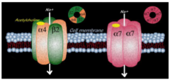 <p>which subtype of nAChR is more sensitive to nicotine?</p><p>1) a7</p><p>2) a4b2</p>