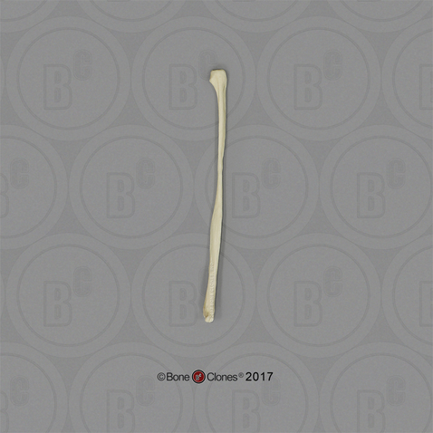 <p>Skinny bone in the distal hind leg</p>