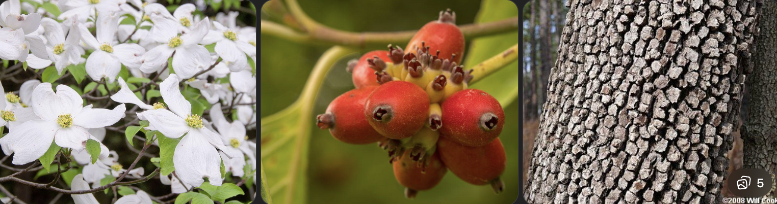 <p>Identify this tree</p>