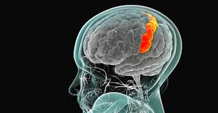 Primära somatosensoriska cortex