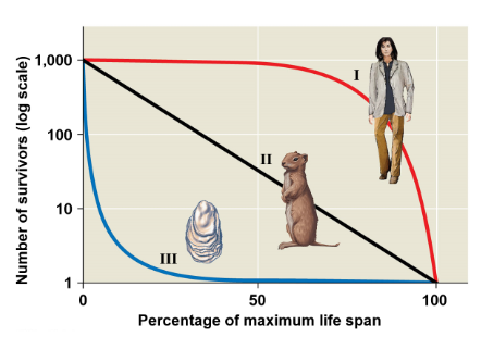 <p>Type I: Only start to die when getting old, mainly bc of parental care and not being picked off when middle aged. Type II: Consistently dying at all ages. Type III: Most likely to die young, mainly from no parental care and a large number of offspring. Can be mixed and matched. A stair slope if die at short frequent intervals.</p>