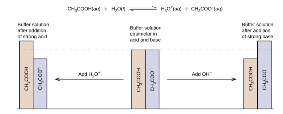 <ul><li><p>Buffers are a solution that contains a weak acid/base and its conjugate.</p><ul><li><p>Both the weak acid and the conjugate base can exist in solution together without neutralizing each other.</p></li><li><p>This creates a solution that is resistant to pH change when either a strong acid or a strong base is added to the solution.</p><ul><li><p>Ideally, the buffer is made at the mid-equivalence point</p></li></ul></li></ul></li></ul><p></p>