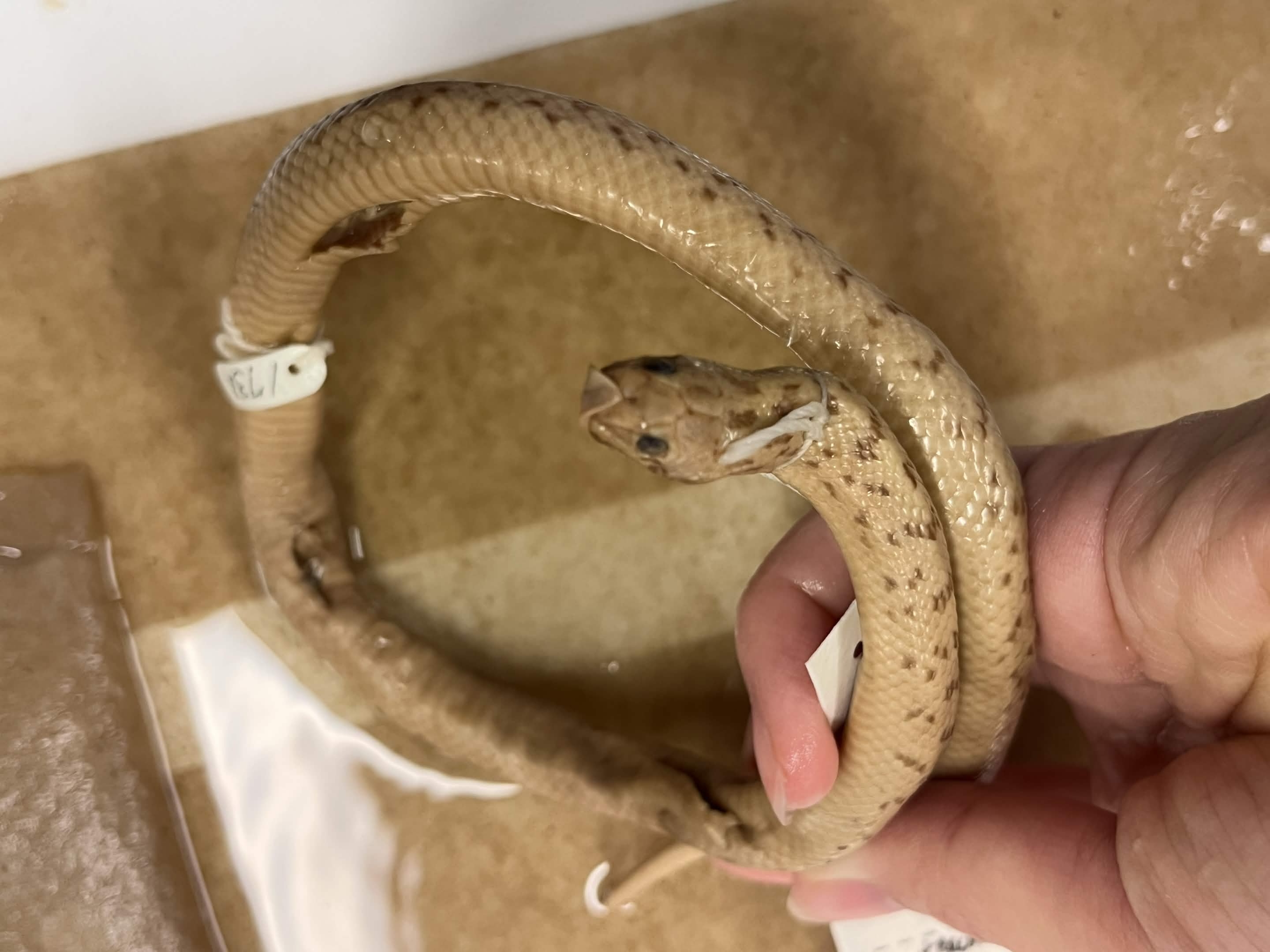 <p>Infraorder + Superfamily + Family + Scientific name?<br>- triangle nose<br>- spotted<br>- anal scale whole</p>