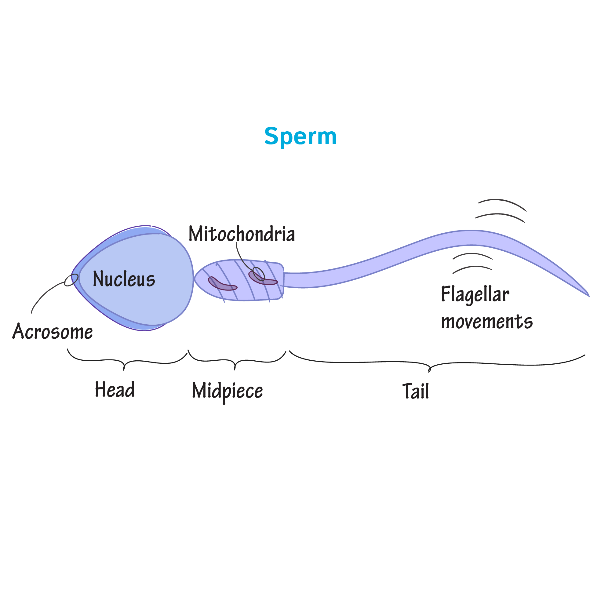 <ul><li><p><span style="background-color: transparent;">&nbsp;Longer extensions that propel the whole cell</span></p></li><li><p><span style="background-color: transparent;">In humans…only <u>sperm cells </u>have flagella</span></p></li></ul><p></p>