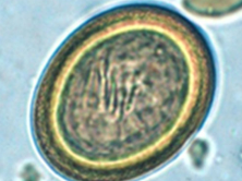 <p>Dog Tapeworm</p><p>Macrocyclic lactones not effective b/c tapeworms do not have Glutamate gated Chloride Channels or GABA receptors</p>
