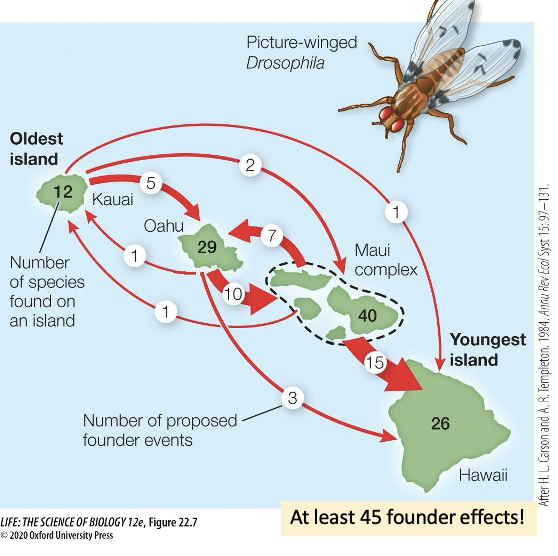<ul><li><p>Founder effects</p><ul><li><p><span>A group of individuals crosses an <em>existing </em>barrier (like islands) and establishes a new population</span></p></li><li><p><span>Each colonization generated a new, isolated population</span></p></li><li><p><span>Genetic drift, mutation, and local adaptation occur in the founder population</span></p></li></ul></li></ul><p></p>