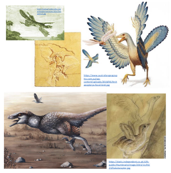 <p><strong><u>2 distinct hypotheses to explain how flight arose:</u></strong></p><ul><li><p>Arboreal = feathers went from being used for temperature control to gliding from tree to tree (matches the thecodont origin of birds</p></li><li><p>Cursorial = feathers went from temp regulation to an insect net to flight (fits the theropod origin of birds)</p></li><li><p>in 2003, wing-assisted incline running was proposed to explain flight, where flapping rapidly would assist in moving up inclines. this merged the 2 hypotheses and is now the most widely accepted</p></li><li><p>some maniraptorian (but non0avian) theropods even took to the seas and skies as swimmers and gliders</p></li></ul><p></p>
