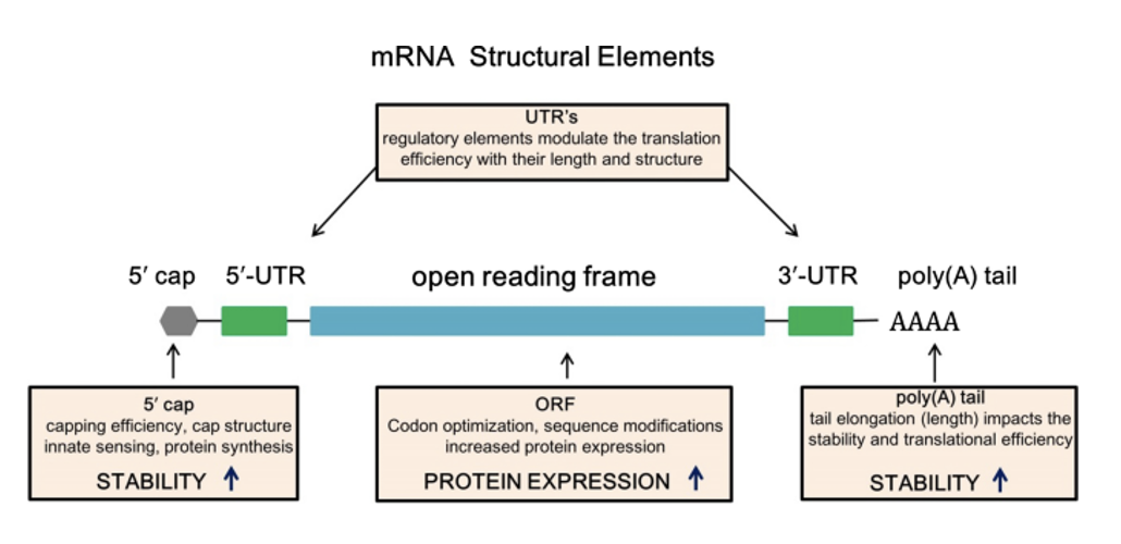 <p><span>NOTE:&nbsp; mRNA purification is required after in vitro transcription to eliminate immunogenicity. HPLC, anion exchange and affinity chromatography, are used in the purification process to remove truncated transcripts.</span></p>