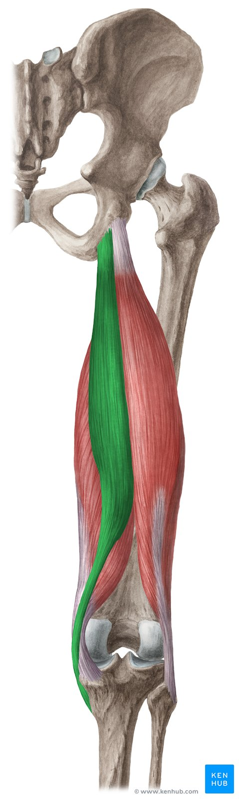 <p>What muscle?</p>