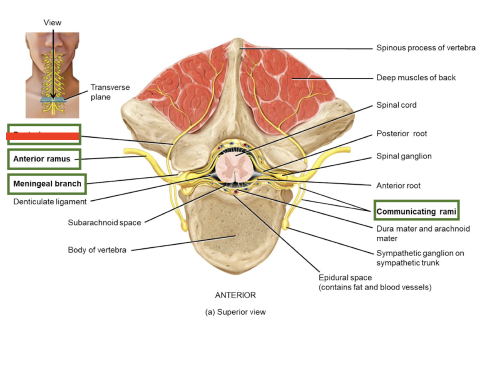 <p><strong>Posterior rami</strong></p>