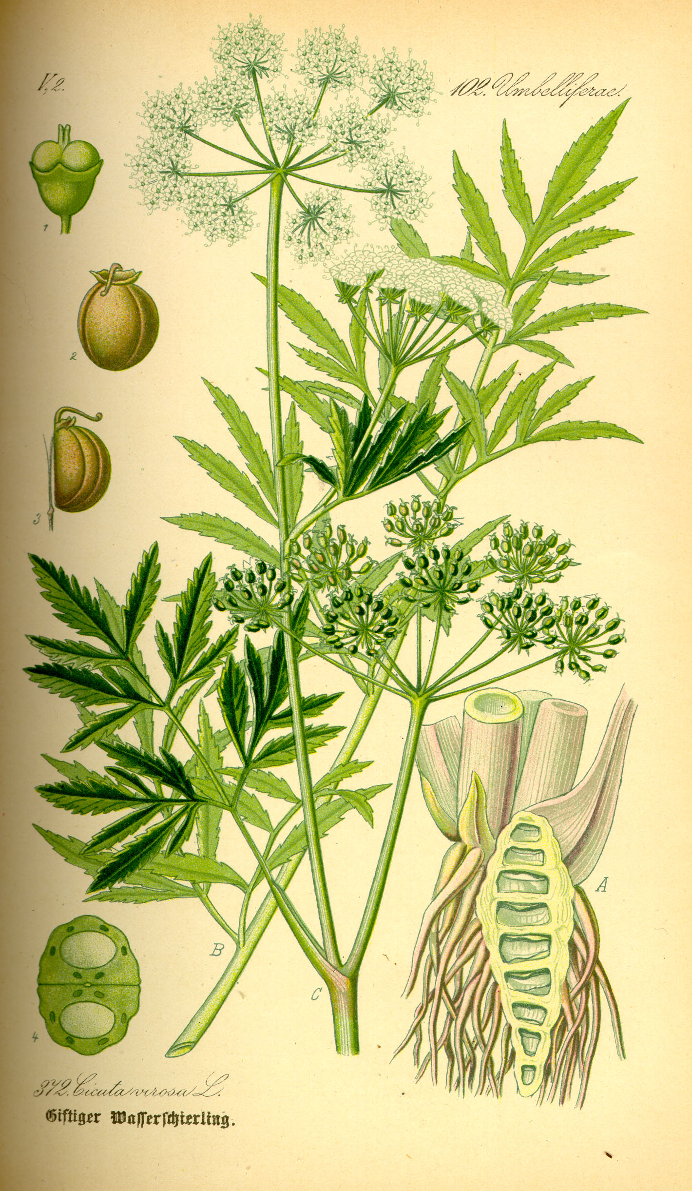 <p>نام علمی : Conium maculatum</p><p>نام انگلیسی : poison hemlock</p><p>گل : سفید خوشه‌ای و چتری</p><p><span style="color: purple;">ساقه</span> : خال های بنفش رنگ</p><p>مسمومیت : در صورت خوردن هر بخش از گیاه، با تاثیر روی ایمپالس های عصبی و جلوگیری از رسیدن آنها به ماهیچه ها فرد را دچار افت شدید تنفس و مرگ میکند، احتمال سمیت پوستی هم دارد</p><p>علت سمیت : وجود آلکالوئید های سمی</p><p>آنتی دوت ؟ <span style="color: red;">ندارد</span>.</p>