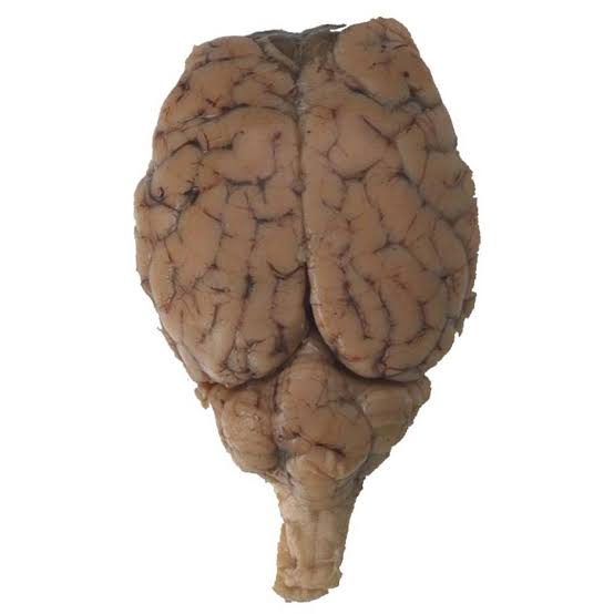 <p>Genus</p>