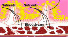 <p>The process by which nutrient molecules pass through the wall of the digestive system into the blood</p><p>small intestine and large intestine</p>
