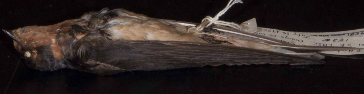 <p>Cliff Swallow</p>