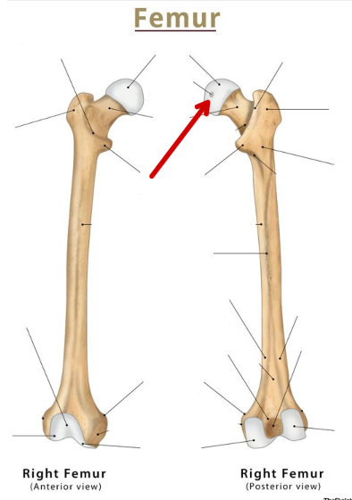 <p>Femur</p>