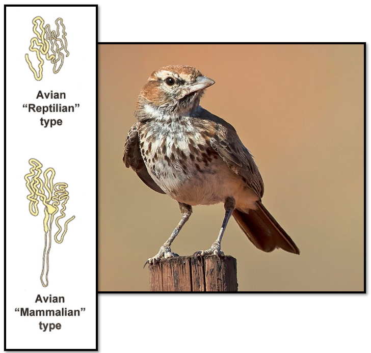 <ul><li><p>Some animals, like the <strong>Red Lark</strong>, are so good at conserving water that they don’t ever drink</p></li><li><p>Some drink saltwater and use orbital salt glands to remove excess salinity</p></li></ul><p></p>