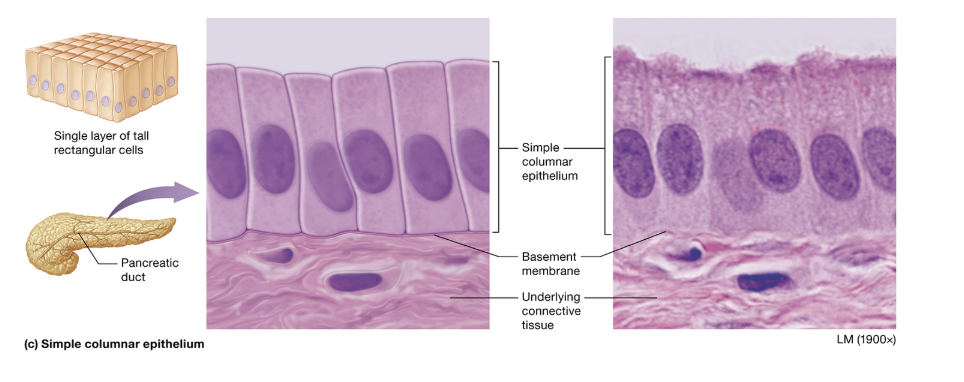 <p>simple columnar: function</p>