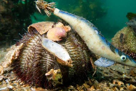 <p>Describe this image</p>