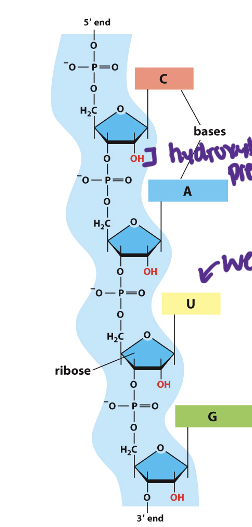 <p>major differences in RNA:</p>
