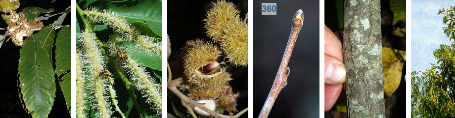 <p>long skinny leaf, underside fuzzy, red grey bud, small form</p>