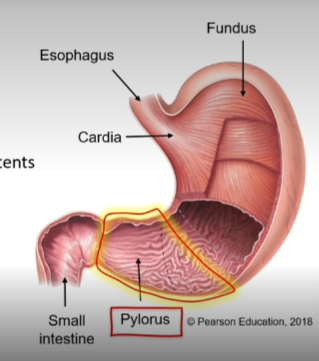 <ul><li><p><span>An expandable muscular organ that churns food into <em>chyme</em></span></p></li><li><p><span>four main regions;</span></p><ul><li><p>fundus</p></li><li><p>cardia</p></li><li><p>body</p></li><li><p>pylorus</p></li></ul></li></ul><p></p>