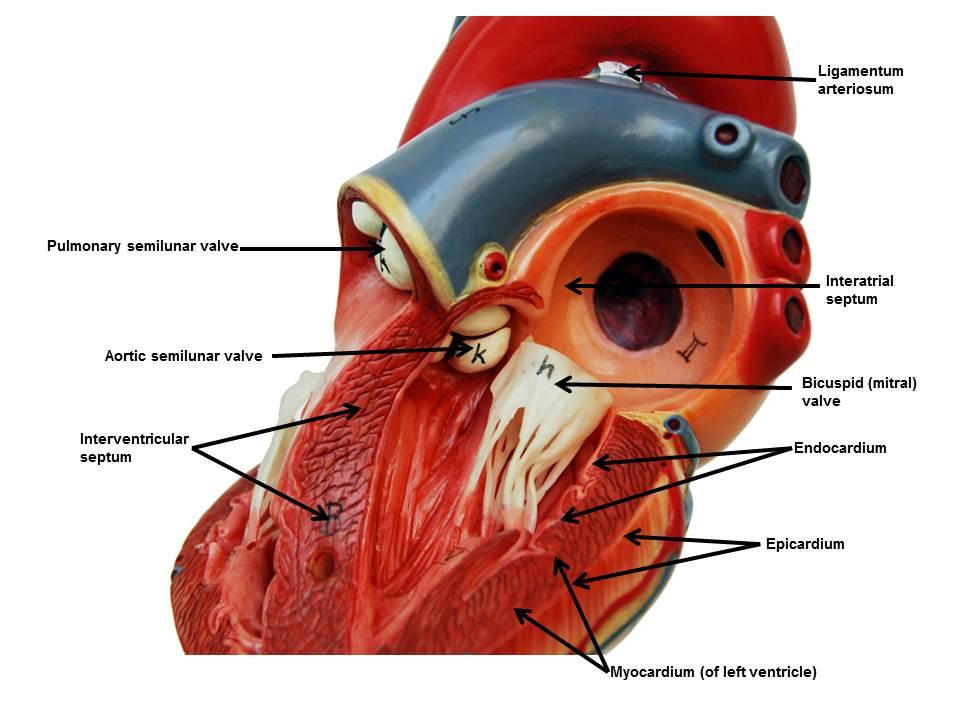 <p>middle layer - cardiac muscle</p><p>Cardiac muscle tissue responsible for heart contraction; thickest in the left ventricle.</p>
