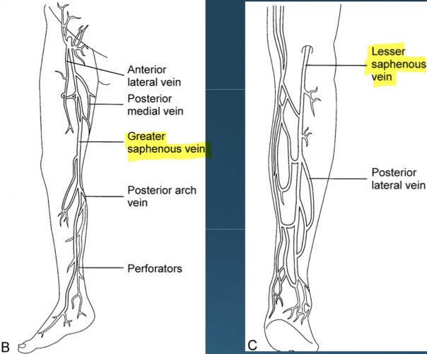 <p>greater saphenous vein (longest vein in body), and small saphenous vein </p>