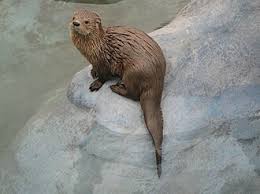 <p>Marine otter</p>