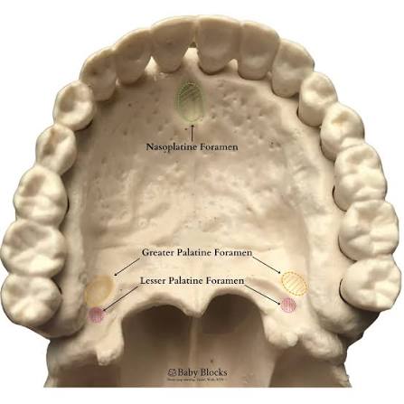 <p><span>Palatine / Maxilla&nbsp;</span></p>