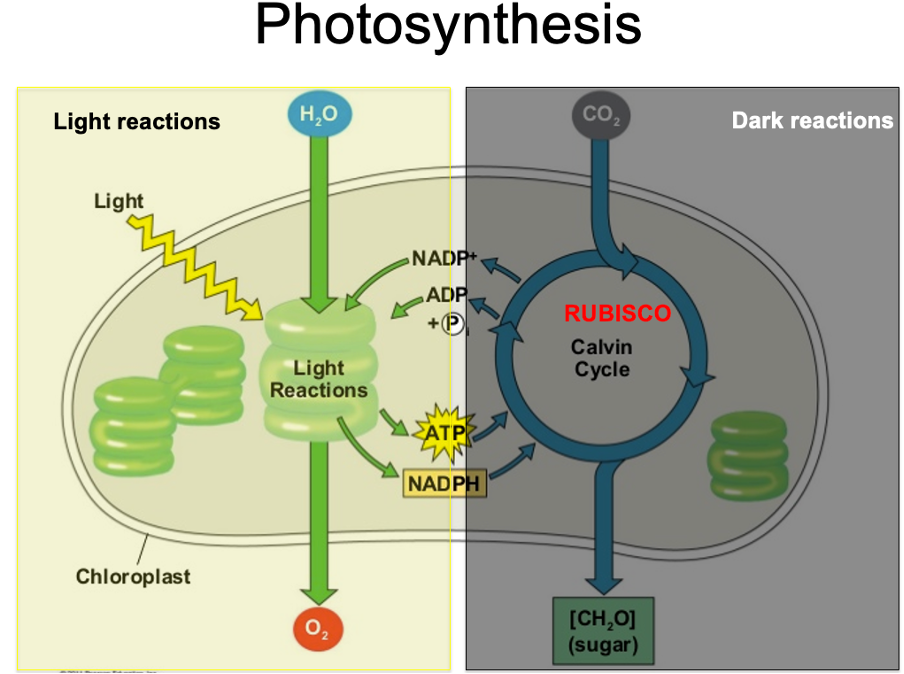 <p>photosynthesis </p>