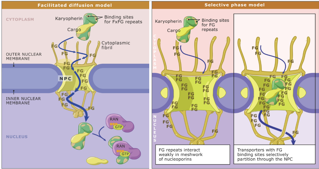 <p>Phenylalanine-glycine (FG) repeats found in nucleoporins = form mesh-like barrier inside nuclear pore complex (NPC) </p><ul><li><p>Barrier = selective gate for transporting molecules in &amp; out of nucleus </p></li><li><p>Mechanism = UNKNOWN</p></li></ul><p></p>