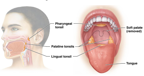 <ul><li><p>Pharyngeal Tonsil (adenoid) - located in posterior nasal cavity (nasopharynx)</p></li><li><p>Palatine Tonsils - in posterolateral oral cavity</p></li><li><p>Lingual Tonsil - at the base of the tongue </p></li></ul><p></p>