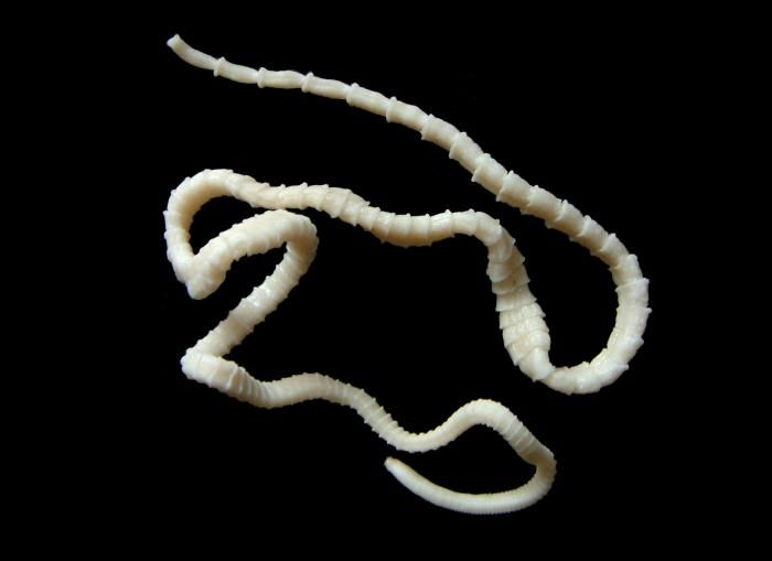 <p>tapeworms, several hosts, proglottids. uses hooks and suckers</p>
